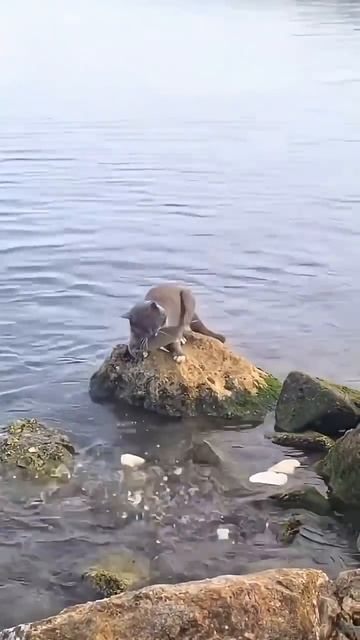 КОТ_на_РЫБАЛКЕ🎣! #кот #рыбалка