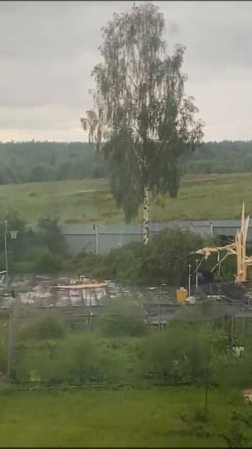 МОЛНИЯ УДАРИЛА В БЕРЕЗУ