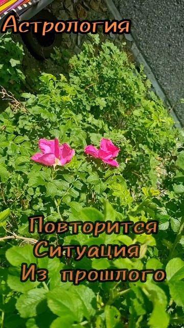 15 июня.
АСТРОЛОГИЯ ДНЯ.

Нельзя посягать на наше личное пространство .
(Сработает  как триггер.)
Ад