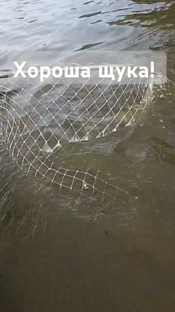 поймали щуку, ушедшую в коряжник. Ждём комментарии #рыбалка #троллинг  #fishing #щука #shortsvideo