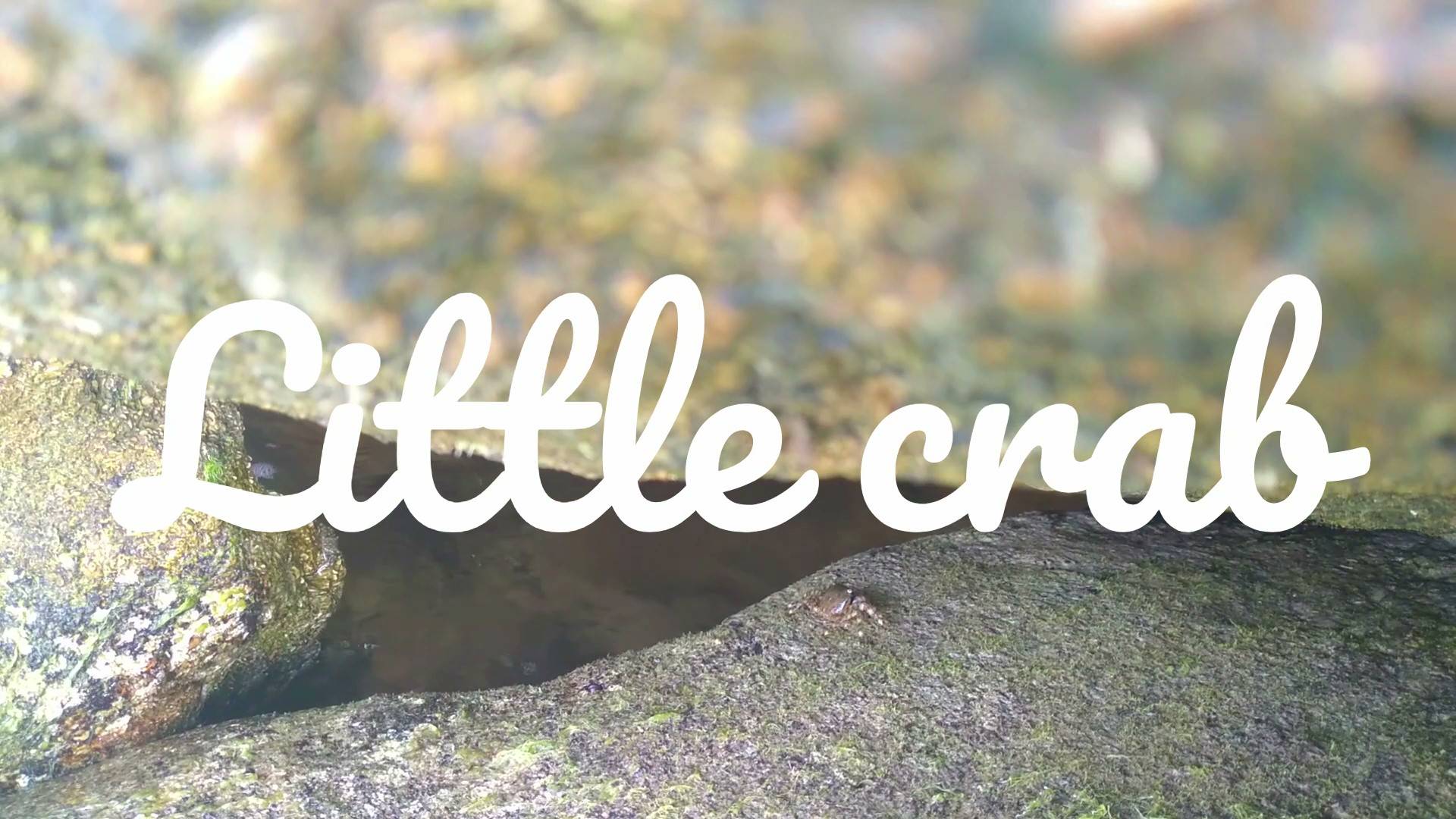 Little crabs
