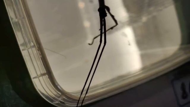 Как я посетил выставку террариумных животных Рептилиум (REPTILIUM) 2025