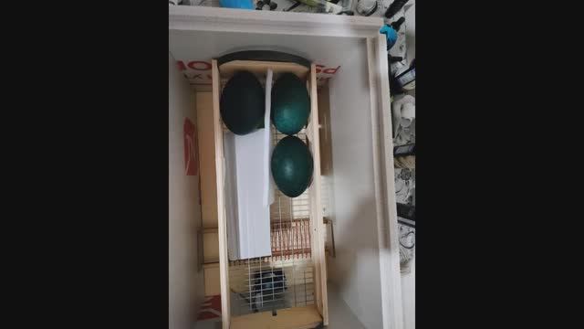 Инкубатор для страуса ЭМУ  Инкубаторы от Игоря