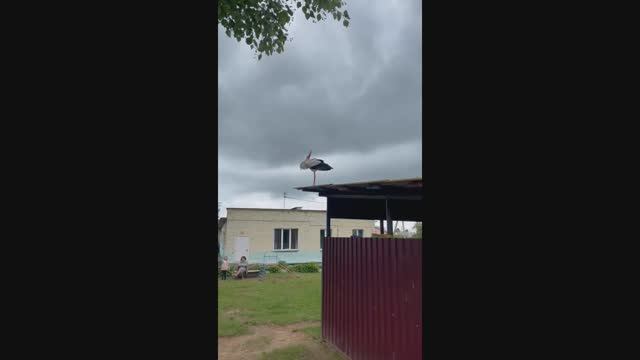 БУСЕЛ ПРОВЕРЯЕТ КАК ПОЖИВАЮТ ДЕТИ КОТОРЫХ ОН ПРИНЕС...