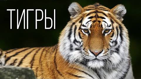Тигр_ Полосатый Царь зверей _ Интересные факты про тигров