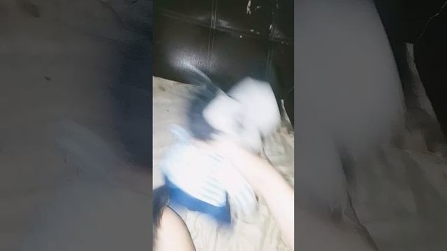 Злой Волк Повар