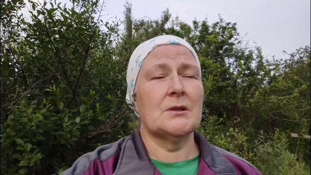 14.06.2025. Поливаю, рыхлю, окучиваю. Борюсь с растением паразитом! Редиска иностранка.