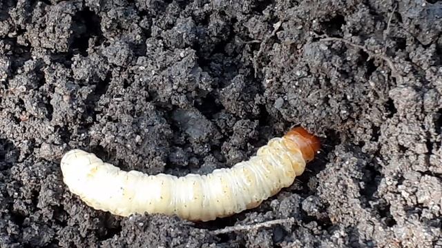гусеница бабочки из семейства совок (Noctuidae)