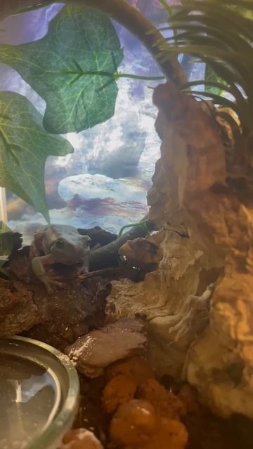 Лягушонок на охоте! #frog #reptiles #animals #животные #nature