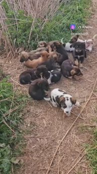 Встретила стаю голодных щенков 🥺