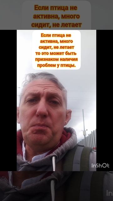 Совет от ветврача орнитолога. Как определить , что с птицей не все в порядке?