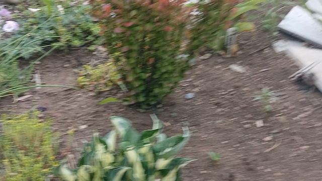 1000054276.mp4