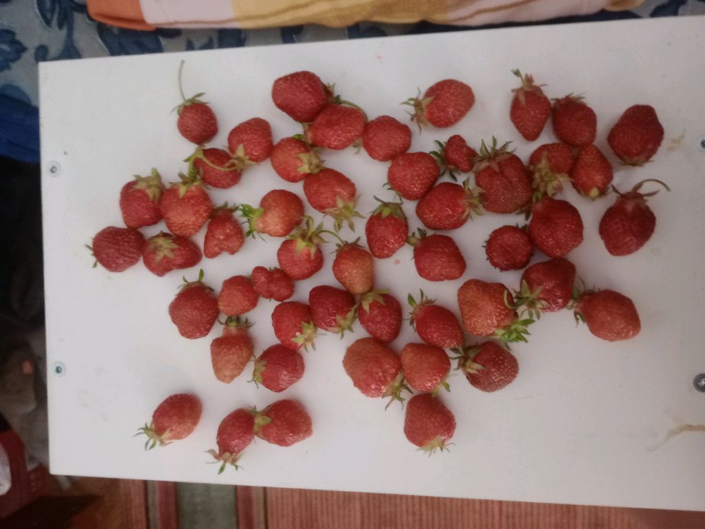 дача