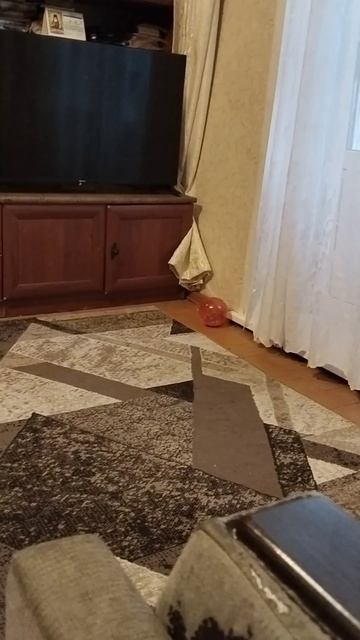 хомяк по имени туся