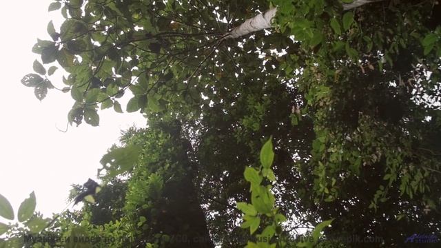 Каждое поле кажется бесконечным при этих звуках - Talking Trees -- Kirk Osamayo -- Season Two (BLUE)