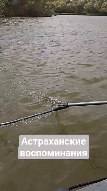Астраханские воспоминания #рыбалка #рыбалкаАстрахань #воблерынащуку