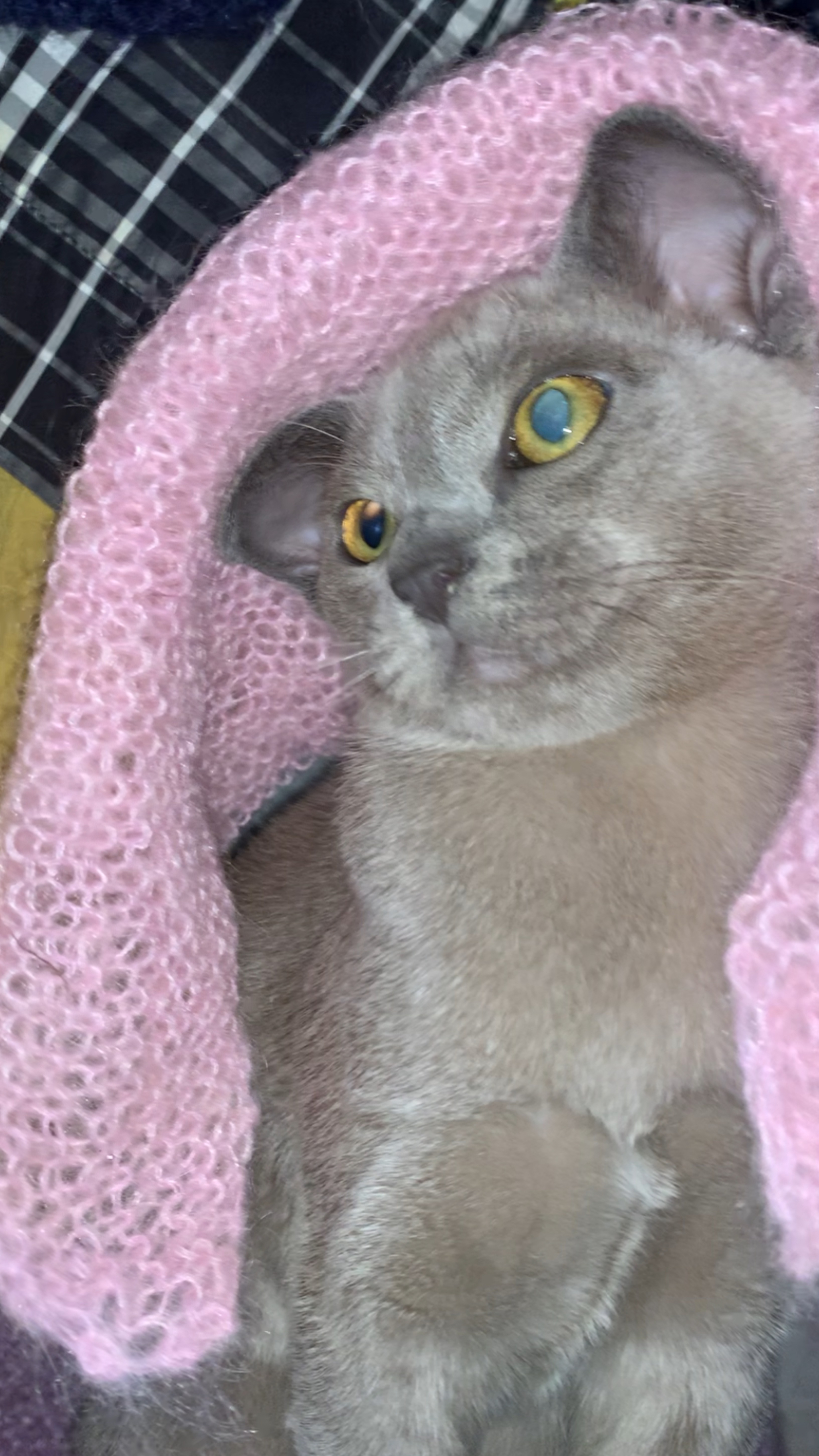 Хитренькая кошечка