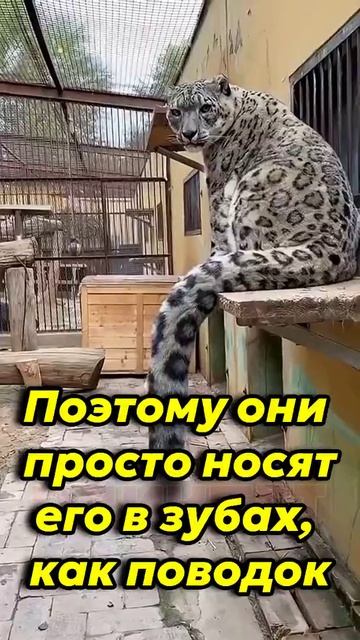 Снежные барсы — это просто огромные домашние коты
