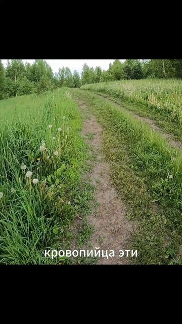 * Кровососущие не дремлют *