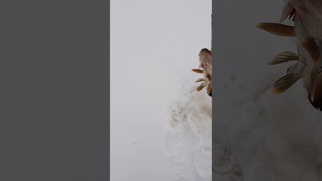 Турбаза Ковенская 2025-01-26.mp4