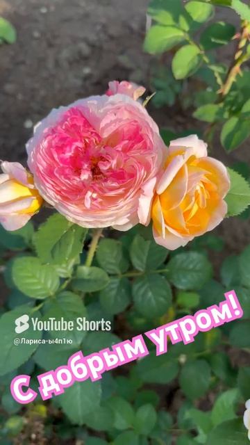 Доброе утро!