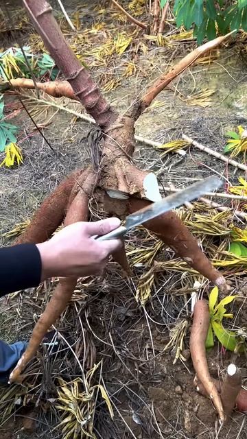 An easy way to separate cassava from the stem #shorts