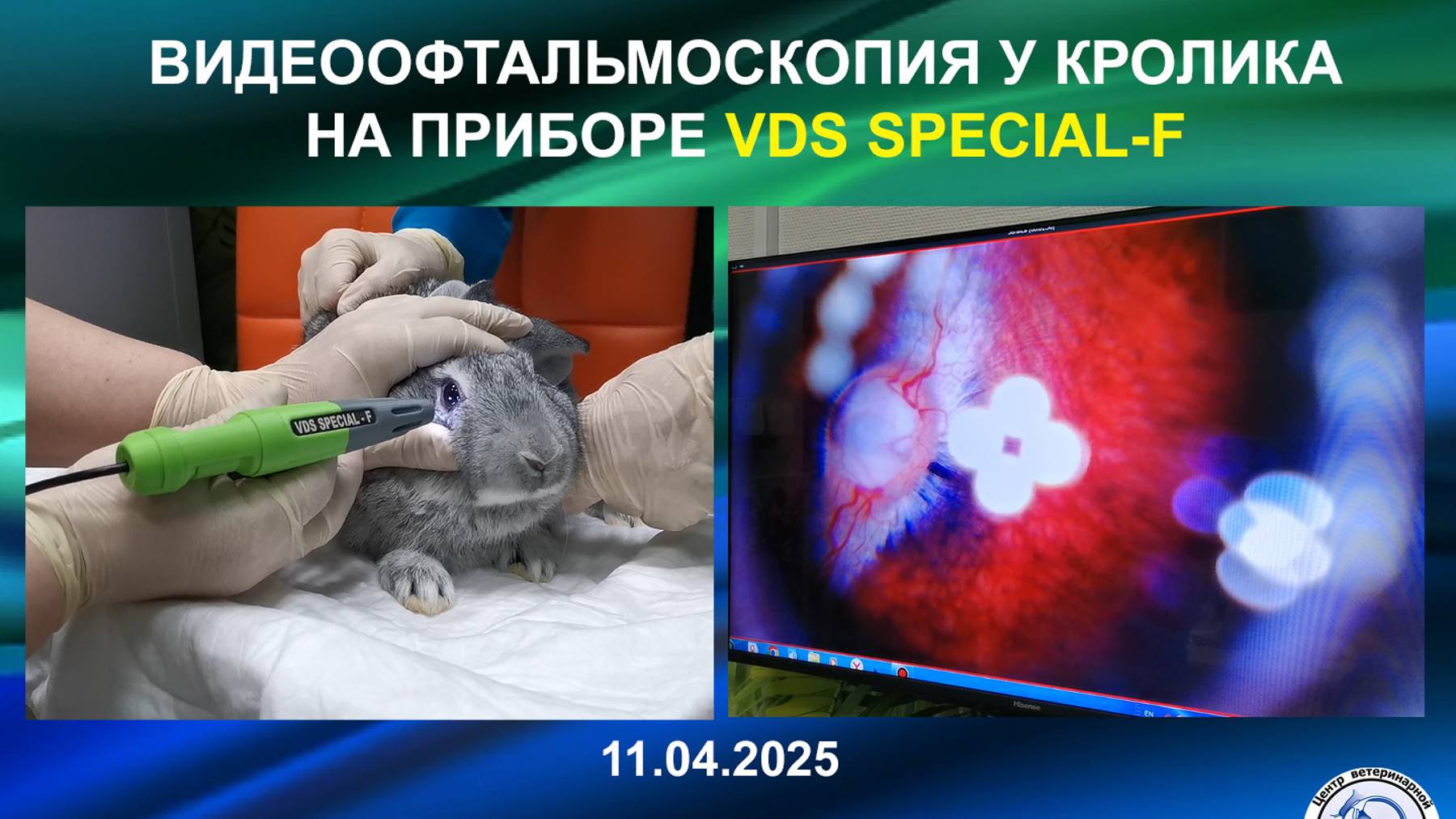 Видеоофтальмоскопия у кролика на приборе VDS SPECIAL-F