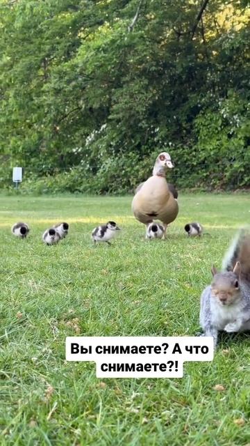 Покажи меня