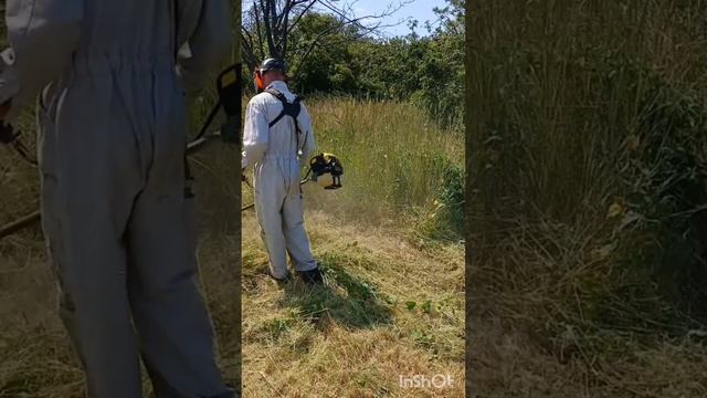 Чампион т444s2