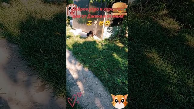 Доброе утро и хорошего дня Джека и от меня