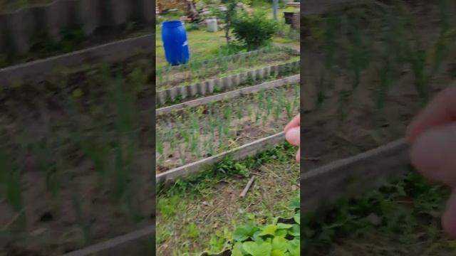 Красота то какая! Думаю я скоро буду клубничным магнатом 😁