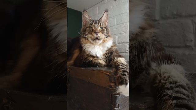 Нужно Прилечь 🐯🐅❤️ 🔥