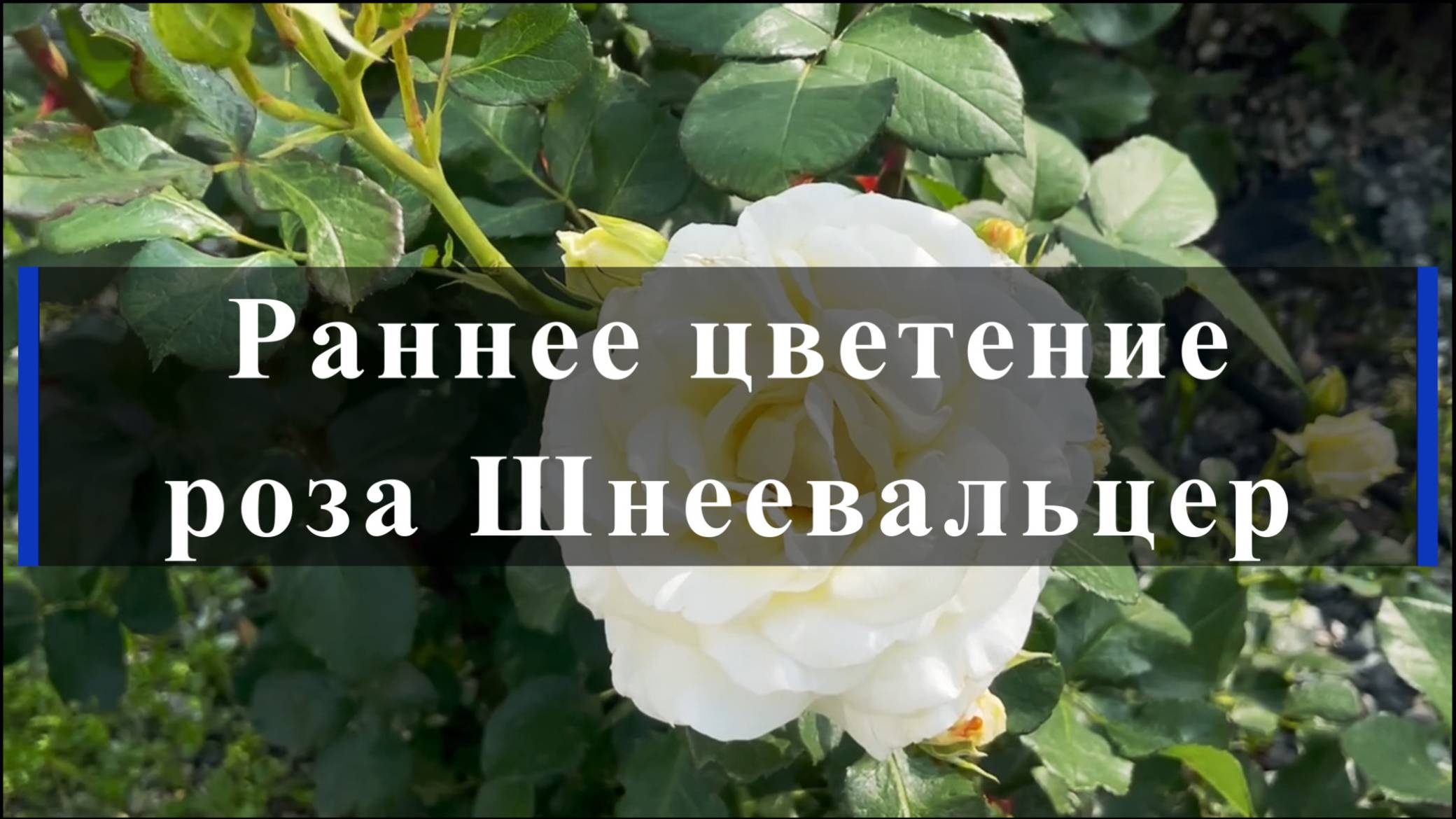 Раннее цветение розы Шнеевальцер