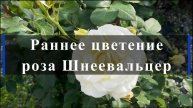 Раннее цветение розы Шнеевальцер