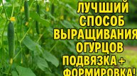 Мечта огородника! Идеальный способ подвязки и формировки огурцов