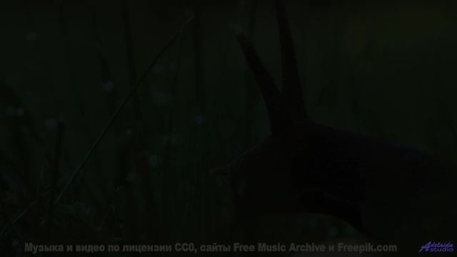 Лёгкие наполняются свежестью вместе со звучащими нотами - Lifeforce 9 -- Mr.ruiZ -- Winter Haze, Sum
