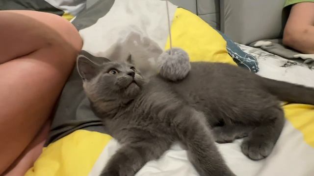 Всем приветик играю с шариком) всем хорошего дня мяу