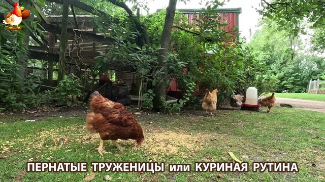 Куры несушки свободного выгула и их обычная куриная рутина – эпизод (449)