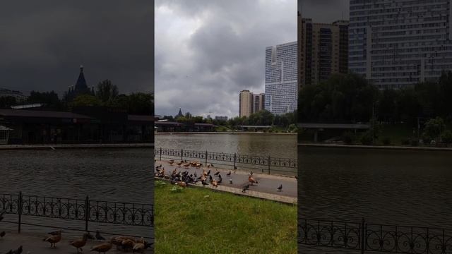 На берегу Большого Чертановского пруда