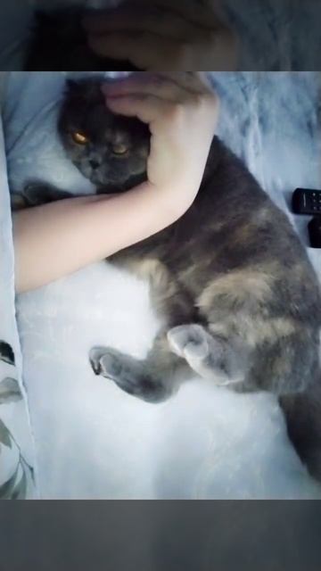 Такая у нас любовь#кошки #милыеживотные