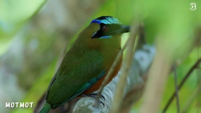 Most Beautiful Tropical Birds _ Amazing Birds Chirp _ Stress Relief _ Relaxing-H