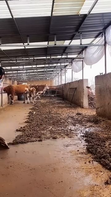 Cleaning livestock pens #shorts