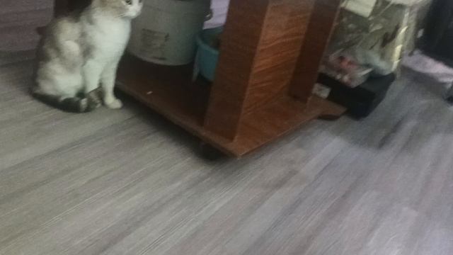 мой кот фунтик  сидит