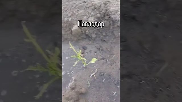 VID-20250613-WA0033