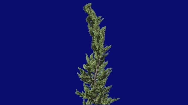 Большой сборник- ДЕРЕВЬЯ