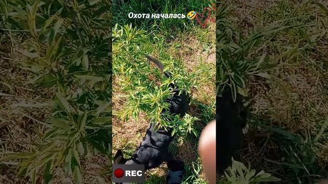 Охота началась