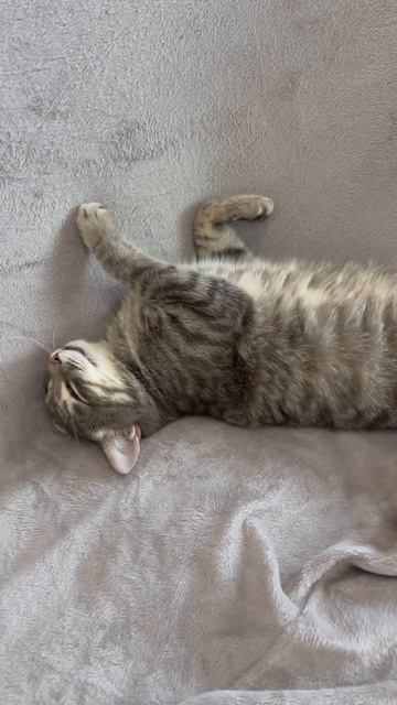 Котя сладко спит