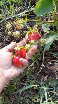 Самый ранний сорт клубники Квики ксд