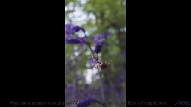 Природа создала эти пейзажи, а мы добавили идеальный саундтрек! - 07 Always-Bright -- Ketsa -- Spira