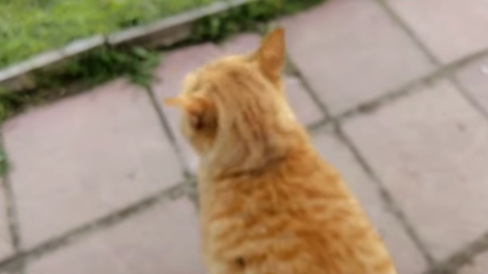 Как вытащить клеща безболезненно?!